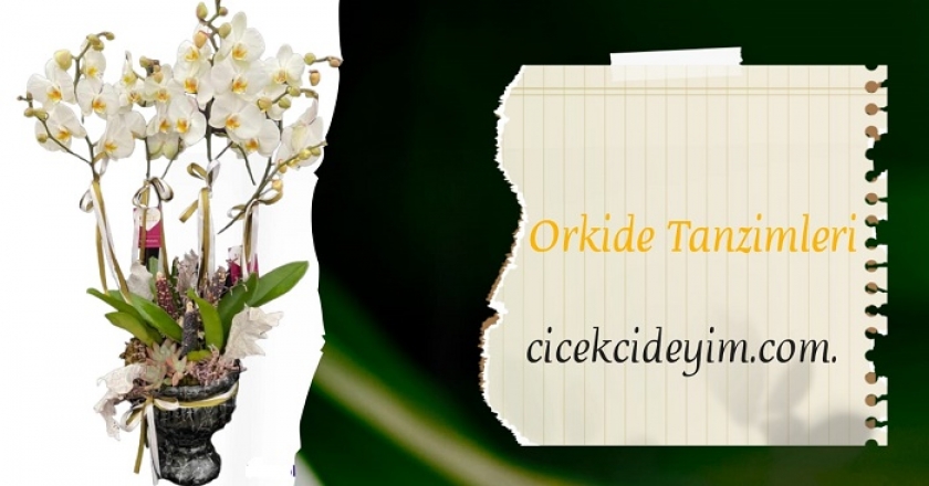 orkide,