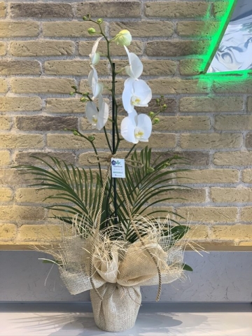 Beyaz Tek Orkide